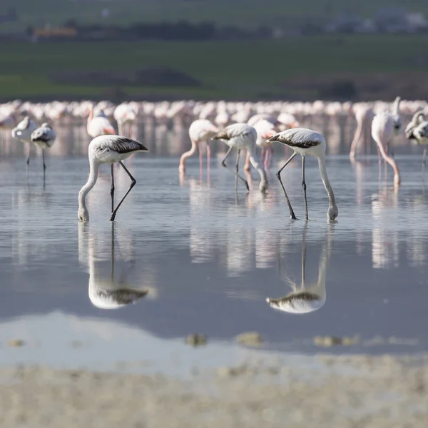 Flamingos rosa e cinza no lago salgado de Larnaca, Chipre — Fotografia de Stock