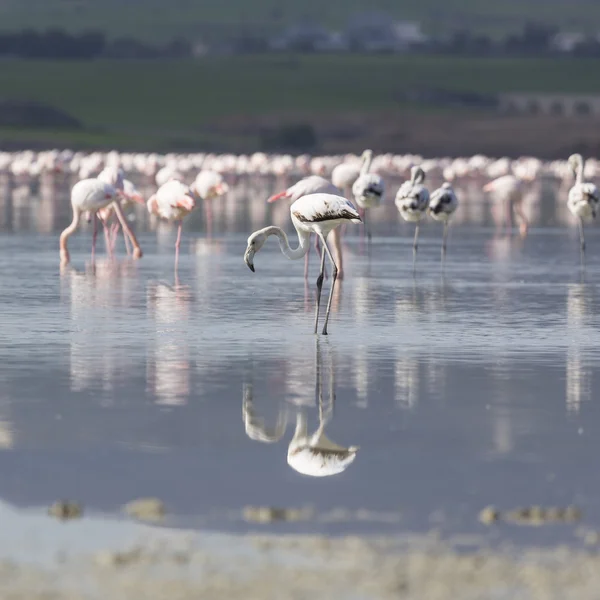 Flamingos rosa e cinza no lago salgado de Larnaca, Chipre — Fotografia de Stock