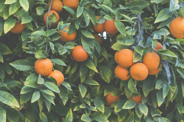 Ramos com os frutos das tangerinas — Fotografia de Stock