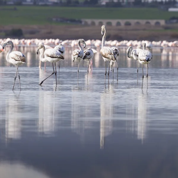 Flamingos rosa e cinza no lago salgado de Larnaca, Chipre — Fotografia de Stock