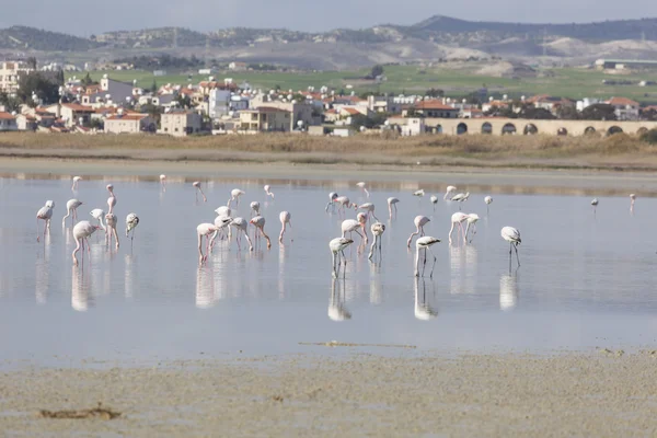 Flamants roses et gris au lac salé de Larnaca, Chypre — Photo