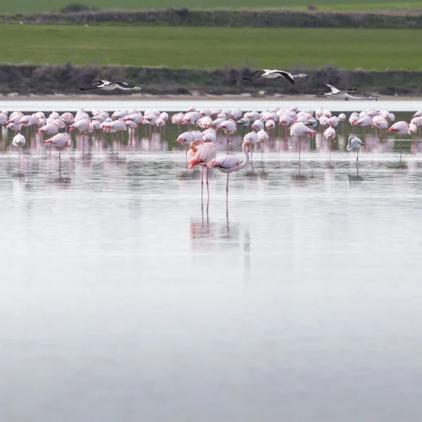 Flamencos rosados y grises en el lago salado de Larnaca, Chipre —  Fotos de Stock