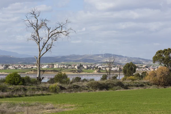 Rosa och grå flamingos på salt laken av Larnaca, Cypern — Stockfoto