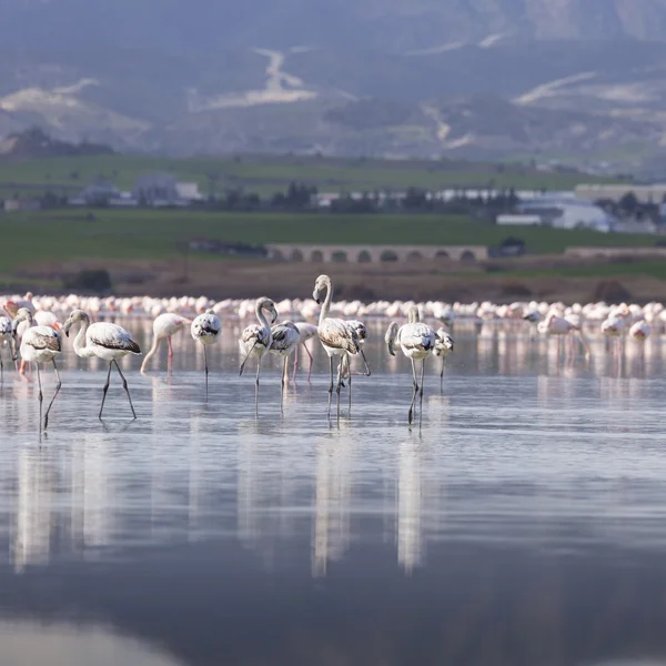 Flamingos rosa e cinza no lago salgado de Larnaca, Chipre — Fotografia de Stock