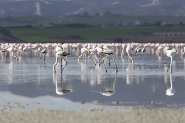 Flamingos rosa e cinza no lago salgado de Larnaca, Chipre — Fotografia de Stock