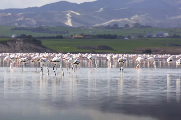 Flamingos rosa e cinza no lago salgado de Larnaca, Chipre — Fotografia de Stock