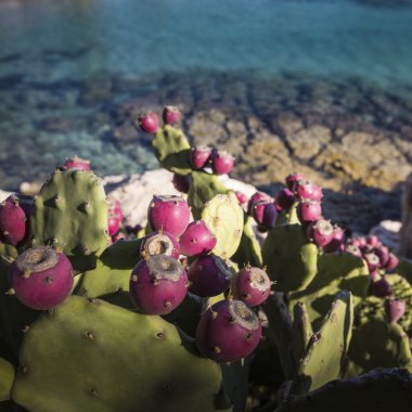 Deniz kıyısında büyüyen dikenli armut kaktüs.