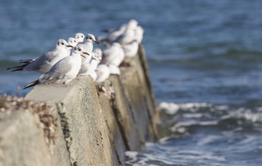 Martılar, Kıbrıs grup