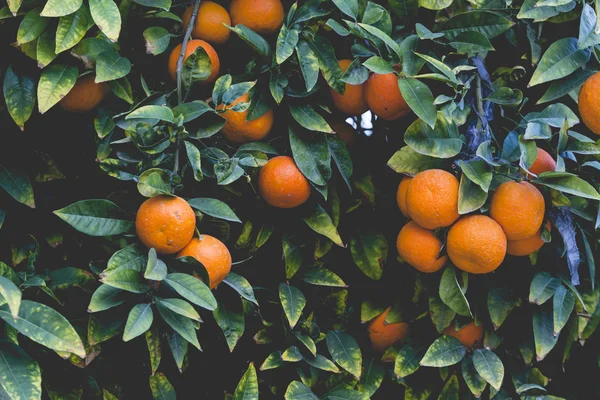 Vestigingen met de vruchten van de sinaasappelbomen — Stockfoto