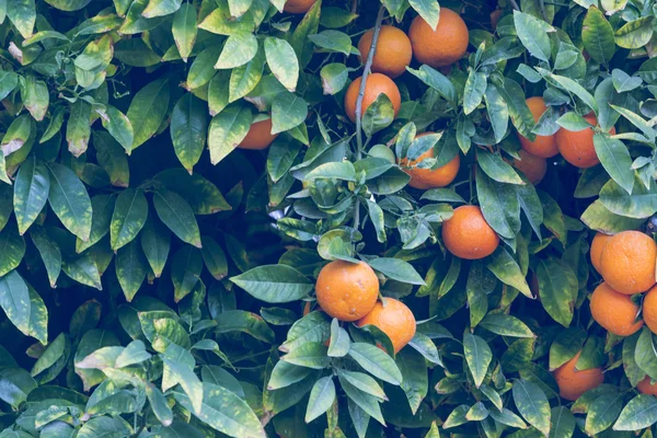 Ramos com os frutos das laranjeiras — Fotografia de Stock