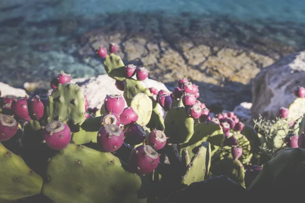 Колючий грушевый кактус растет на берегу моря . — стоковое фото