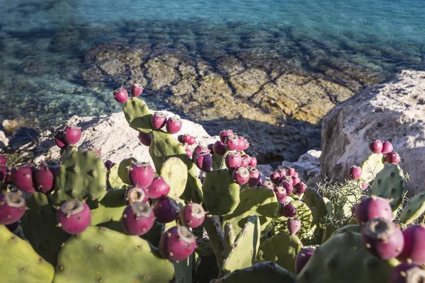 Cactus de poires épineuses poussant sur le bord de la mer . — Photo