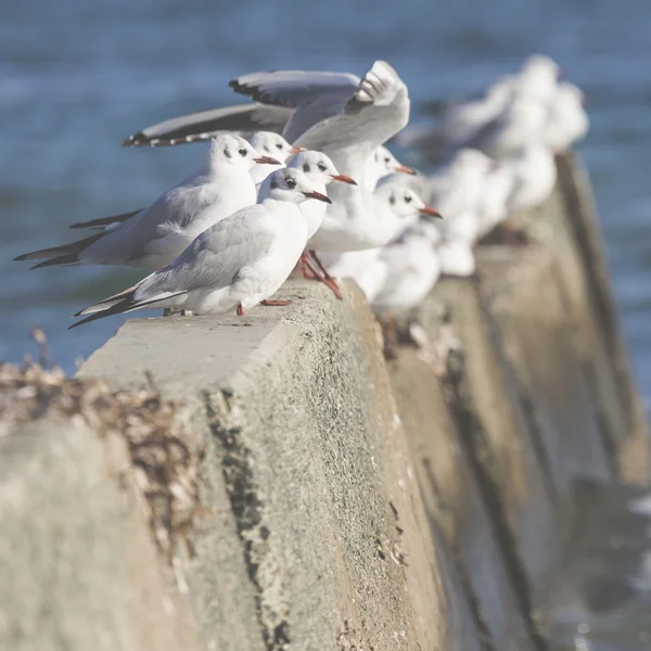 Group of seagulls, Cyprus — Stock Photo, Image