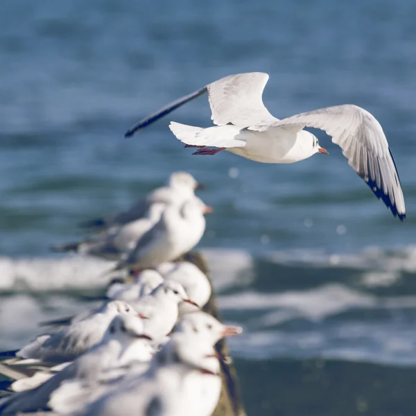 Gruppe von Möwen, Zypern — Stockfoto