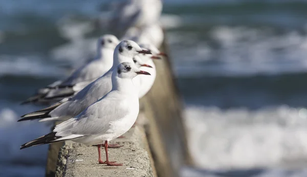 Group of seagulls, Cyprus — Stock Photo, Image