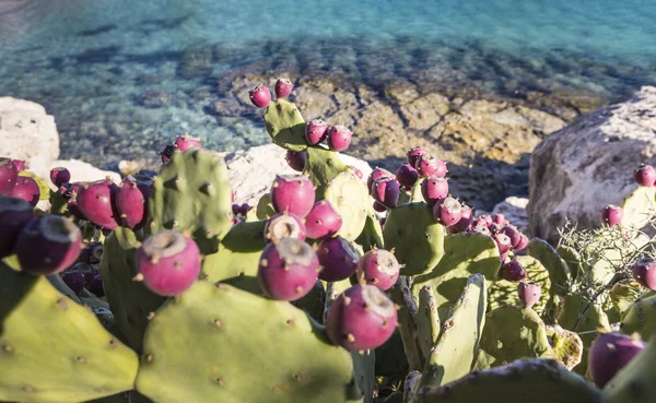 Kaktusy opuncje rośnie na brzegu morza. — Zdjęcie stockowe