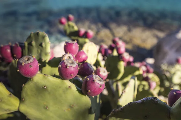 Prickly pear cactus groeit op de oever van de zee. — Stockfoto