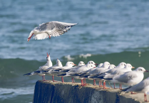 Gruppe von Möwen, Zypern — Stockfoto