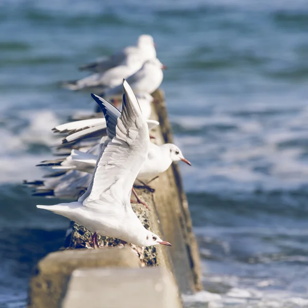 组的海鸥，塞浦路斯 — 图库照片