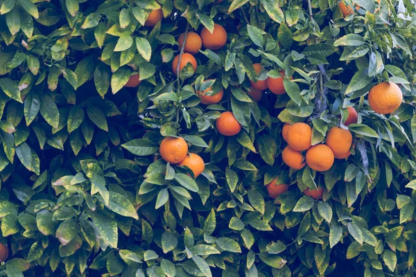 Ramos com os frutos das laranjeiras — Fotografia de Stock