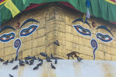 Stupa in Swayambhunath Maymun Tapınağı Katmandu, Nepal.