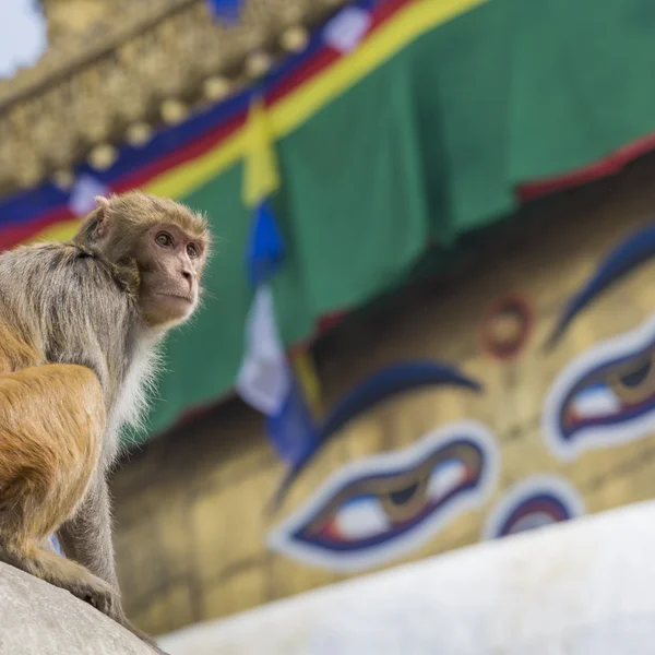 Stupa in Swayambhunath Monkey temple in Kathmandu, Nepal. — Stock Photo, Image