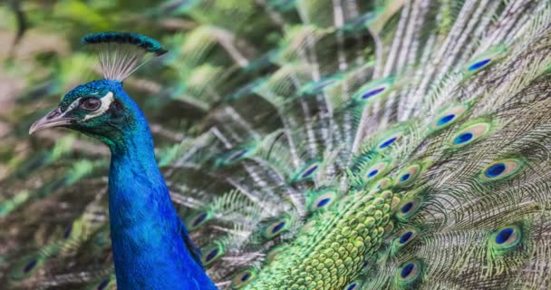 Portrait de beau paon avec plumes