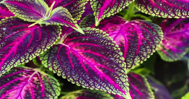 Primo piano delle foglie di coleus — Video Stock