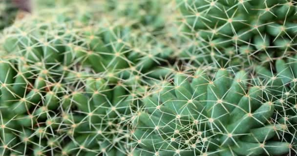 Close up of globe shaped cactus with long thorns — Stok Video