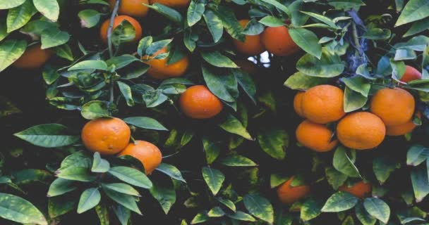 Branches avec les fruits des orangers 