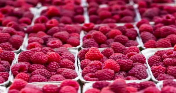 Rode frambozen in vakken op lokale farm markt — Stockvideo