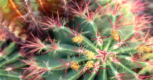 Close up van globe vormige cactus met lange doornen — Stockvideo