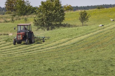 Suwalki Parkı, Polonya.