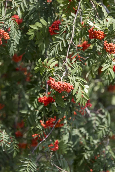 Prunus serotina galhos de frutas vermelhas, cachos sag na árvore e verde — Fotografia de Stock