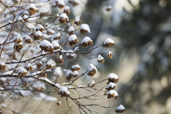 Bacche rosse coperte di neve in inverno — Foto Stock