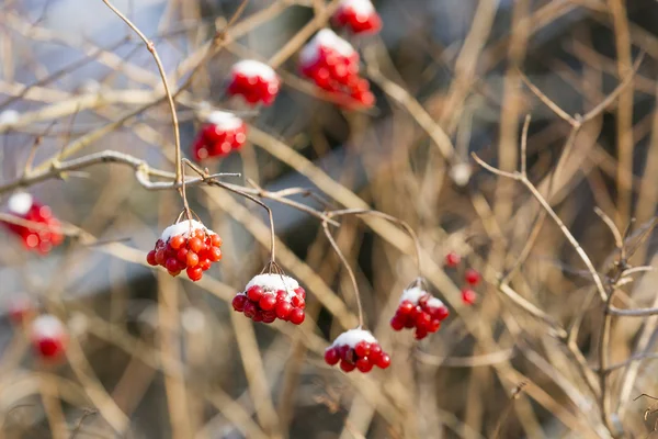 Kış karla kaplı kırmızı meyveler — Stok fotoğraf