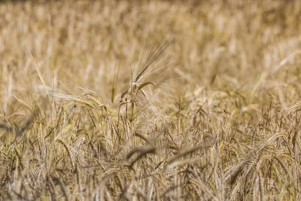 Gold wheat field — Stock Photo, Image