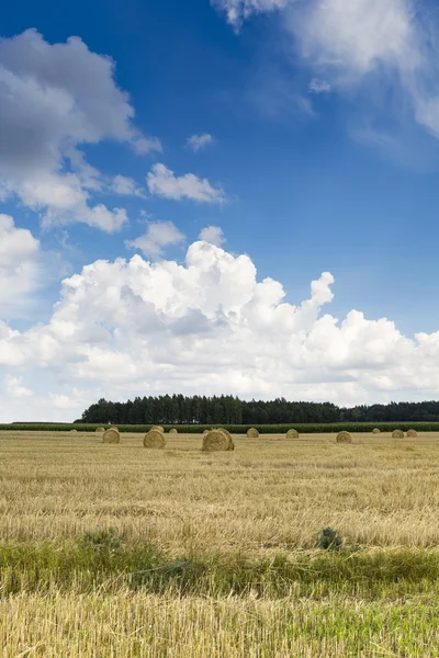 Parque del Paisaje Suwalki, Polonia . — Foto de Stock