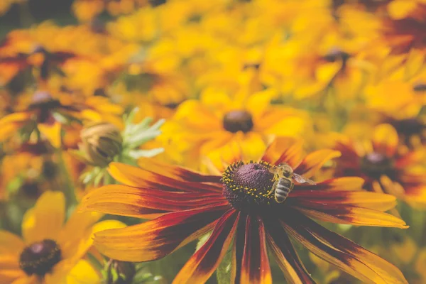 Detail fotografie Western Honey Bee sběr nektaru a rozložit — Stock fotografie