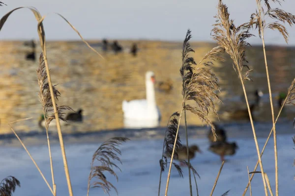 Droog gras in de lentetijd, Polen. — Stockfoto