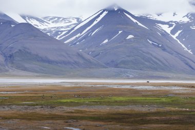 Kutup tundra içinde yaz, Svalbard, Norveç
