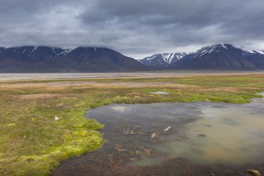Kutup tundra içinde yaz, Svalbard, Norveç