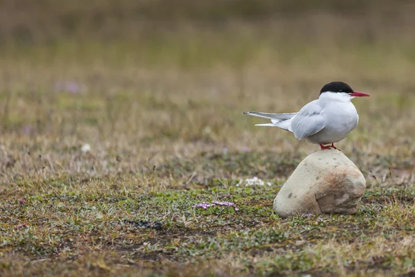 Arctic Tern standing near her nest protecting her egg from preda — Stock Photo, Image