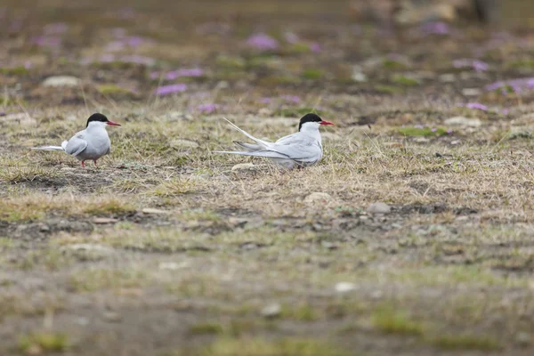 Arctic Tern de pie cerca de su nido protegiendo su huevo de preda —  Fotos de Stock