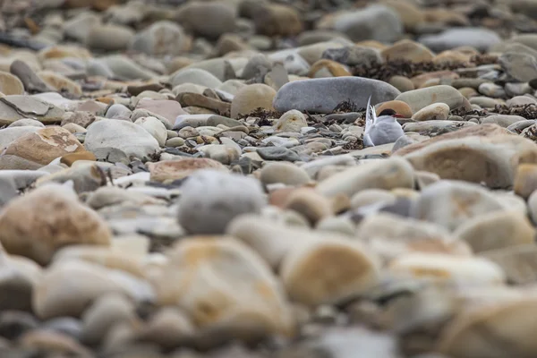 Arctic Tern de pé perto de seu ninho protegendo seu ovo de preda — Fotografia de Stock