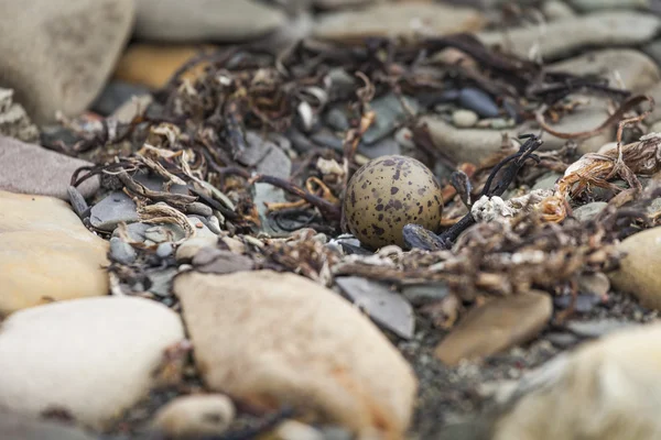 Os ovos do tern ártico em pedra — Fotografia de Stock