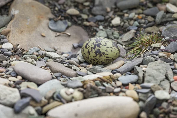 Os ovos do tern ártico em pedra — Fotografia de Stock