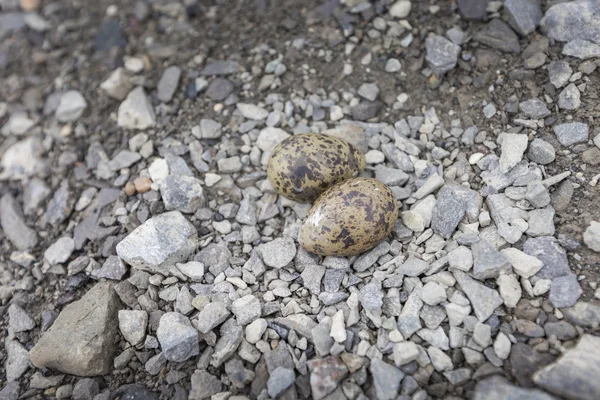 Vejce arktického rybníka na kameni — Stock fotografie