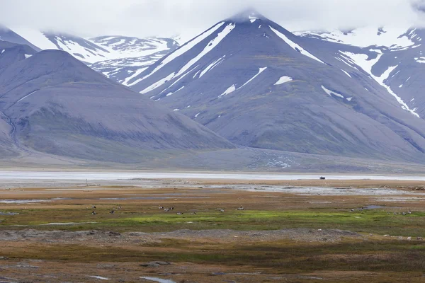 Arktisk tundra i sommar, Svalbard, Norge — Stockfoto