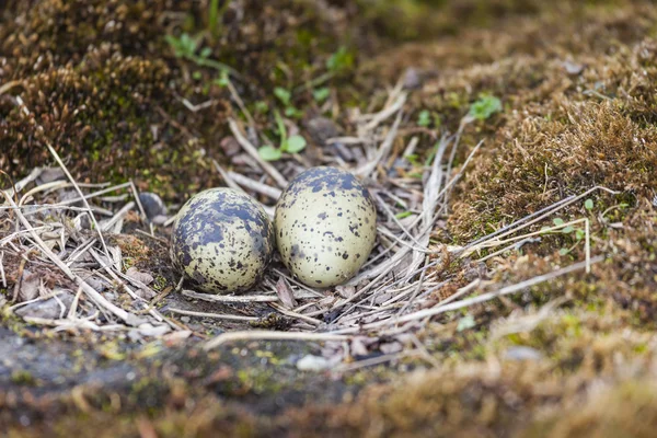 Die Eier der Seeschwalbe auf Stein — Stockfoto